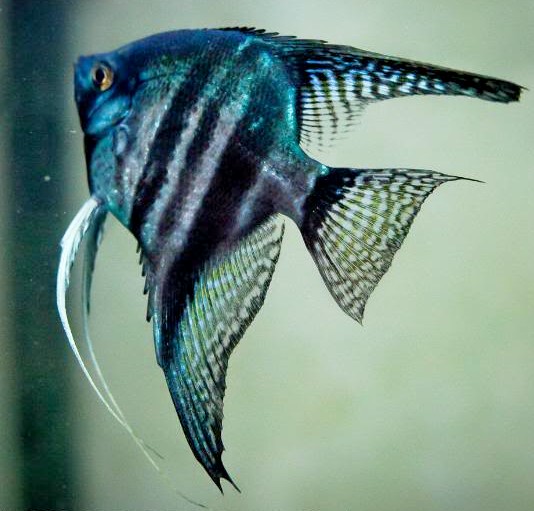 Angelfish - Pinoy Blue Zebra - Small Angelfish - Pinoy Blue Zebra - Small